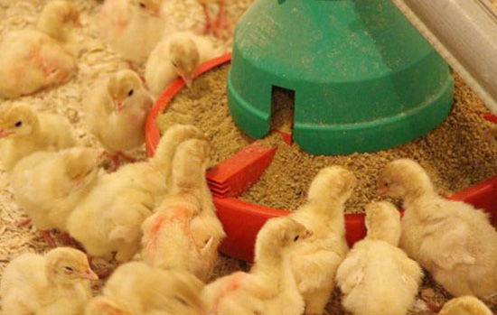 Poultry Feed Concentrates